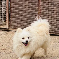 نر یک ساله پامرانین|سگ|سیرجان, |دیوار