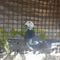 زاغ بوره نر ب شرط|پرنده|شوشتر, |دیوار