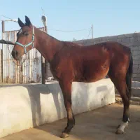 فروش کره نریون عرب خالص با خط خونی کورسی|اسب و تجهیزات اسبسواری|اهواز, دغاغله|دیوار