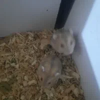 همستر کمپل، گلد، چشم قرمز|موش و خرگوش|تهران, جابری|دیوار