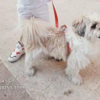 واگذاری سگ نر شیتزو تریر