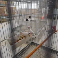 کراواتی سفید|پرنده|شیراز, کرونی(خاتونک)|دیوار