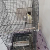 یک جفت عروس هلندی