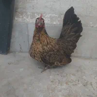 مرغ و خروس جاپینز