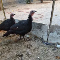 بوقلمون محلی|حیوانات مزرعه|همدان, |دیوار