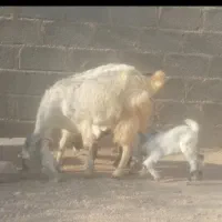 بز دورگ محلی