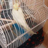 عروس هلندی