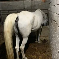 مادیان ترکی یورقه|اسب و تجهیزات اسبسواری|ماسال, |دیوار