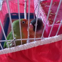 طوطی کوتوله