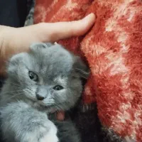 اسکاتلیش دبل فولد هفت ماهه بسیار اروم و مهربان|گربه|تهران, آبشار|دیوار