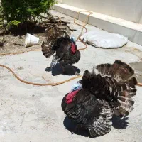 ۲عددبوقلمون نرجوان ۱عددماده