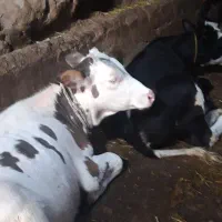 گوساله سیمینتال