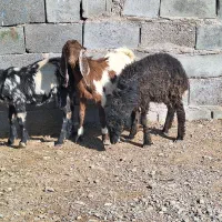 ۲ تا کره یک بره|حیوانات مزرعه|رفسنجان, |دیوار