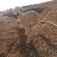 حیوانات مزرعه