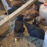 مرغ تخم گزار