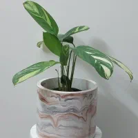 گلدان و هفت سین سنگ مصنوعی|صنایع دستی و سایر لوازم تزئینی|طرقبه, |دیوار