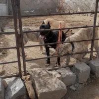 سگ ماده پیتبول