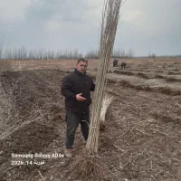 نهال صنوبر پایه دار