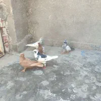 پرنده|پرنده|کنارک, |دیوار