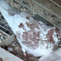 کفتر پرشی|پرنده|بندرعباس, |دیوار