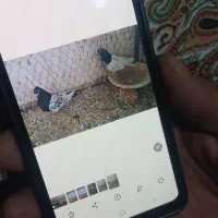 کبوتر پرنده