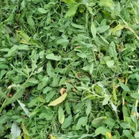 گیاه و علوفه برای دام