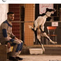 آموزش سگ رایگان به صورت گروهی|خدمات آموزشی|کرج, جهان‌شهر|دیوار