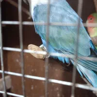 طوطی برزیلی