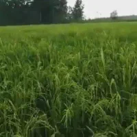 فرصت استثنائی  ۶/۵ هکتار زمین شالیزار با قیمت عالی