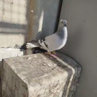 نر ماده|پرنده|اقبالیه, |دیوار