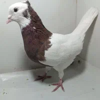 کبوترطوقی سرخ هفرنگ خال سیاه دارجفت ساده لایی مگسی|پرنده|مشهد, شهید بصیر|دیوار