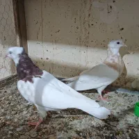 کبوتر کفتر|پرنده|نیشابور, هفده شهریور|دیوار