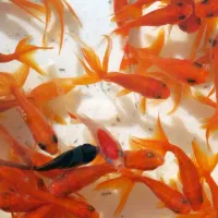 ماهی قرمز|ماهی|گرگان, |دیوار