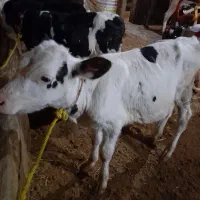 یک راس گوساله ماده شیر خوار بفروش میرسد|حیوانات مزرعه|سراب, |دیوار