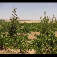 باغ ویلا|فروش خانه و ویلا|لالجین, |دیوار