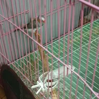 فنچ|پرنده|مسجد سلیمان, |دیوار