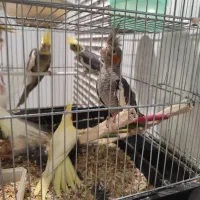 فروش شیش عددعروس باهم|پرنده|اهواز, شهرک اکباتان|دیوار