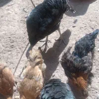 فروش مرغ و خروس و نیمچه و بوقلمو