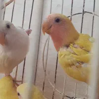 هشت تا کتوله زرد هلویی دونه ای کلی تخفیف داره