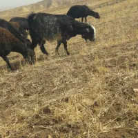 بز جوان|حیوانات مزرعه|مراغه, |دیوار
