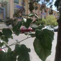 مغازه 30 متری، مناسب سوپر. حاشیه خیابان 16 متری|اجارهٔ مغازه و غرفه|مشهد, ادیب نیشابوری (شهرک غرب)|دیوار