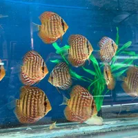 فروش انواع نژاد دیسکس 20% off|ماهی|مشهد, شهرک رازی (شهرک غرب)|دیوار