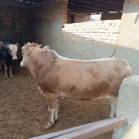 ۲راس گوساله چاقسرکداراجری|حیوانات مزرعه|پیشوا, |دیوار