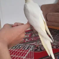 دو عدد جوجه عروس هلندی لوتینو چشم شرابی|پرنده|کرج, اسدآباد|دیوار