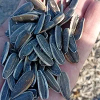 تخمه ی اس۴۰۰