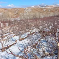 پیوند زنی وهرس