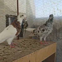 کبوتر طوقی شازده سرور