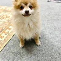 حیوان خانگی