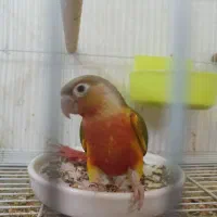 طوطی گرینچیک دبل رد جوجه