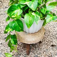 تخفیف ویژه روز مادر|گل و گیاه طبیعی|شاهینشهر, شهرک ردانی پور|دیوار